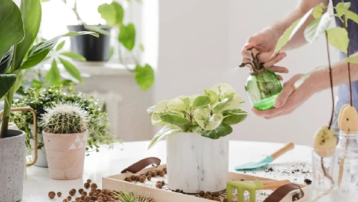 Projetar Interiores